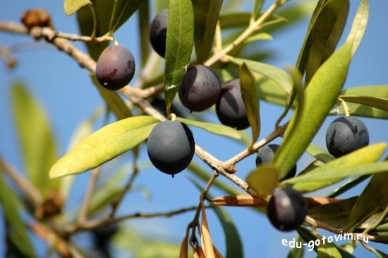 Интересные факты об оливковом дереве